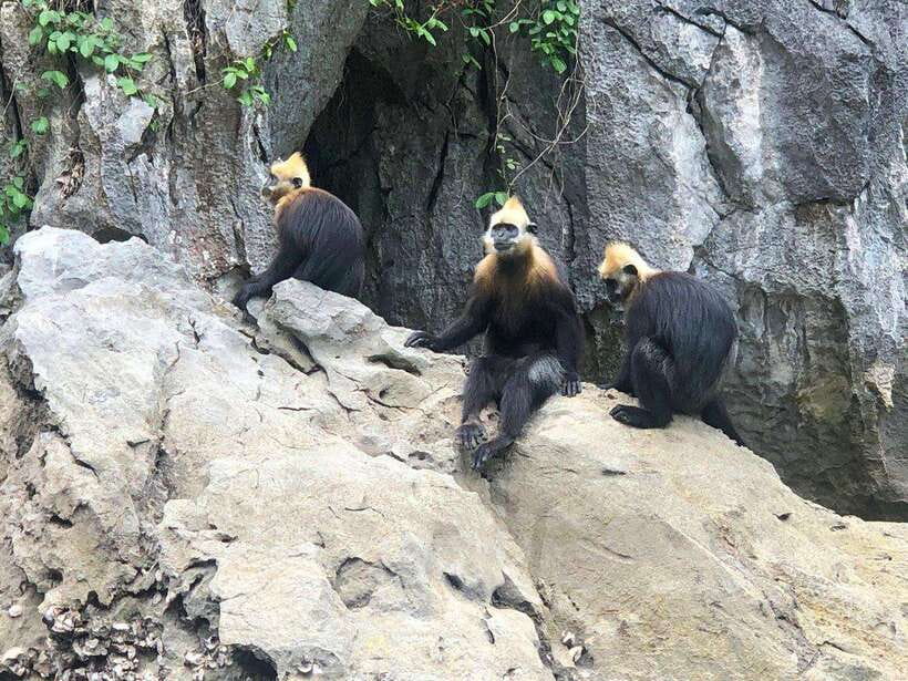 2 Days 1 Night Adventure: Cat Ba National Park, Lan Ha Bay - The bioluminescent night kayak