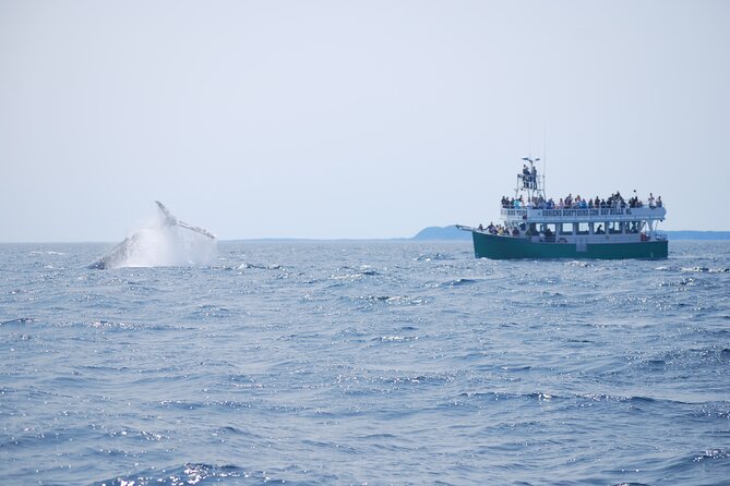 2 Hours Guided Whale and Bird Boat Tour in Bay Bulls - Four islands, four million seabirds