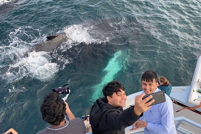 2 Hours Guided Whale and Bird Boat Tour in Bay Bulls - Whales and dolphins are a welcome bonus