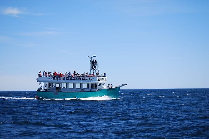 2 Hours Guided Whale and Bird Boat Tour in Bay Bulls - Value, timing, and practical tradeoffs