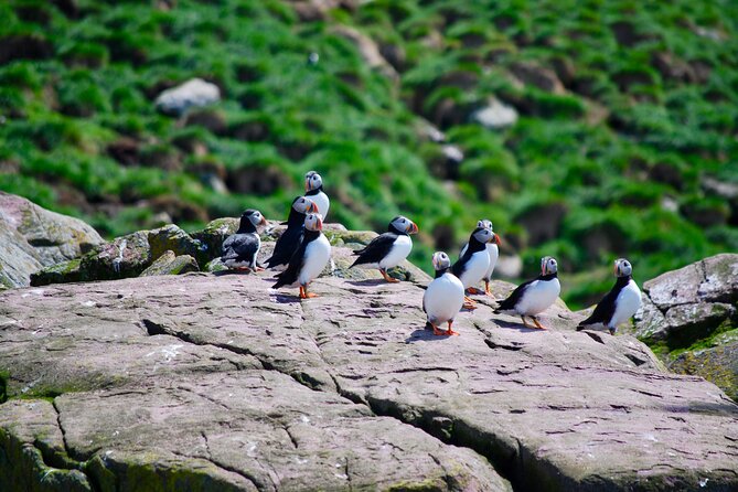 2 Hours Guided Whale and Bird Boat Tour in Bay Bulls - Watching puffins, murres, and petrels from the water