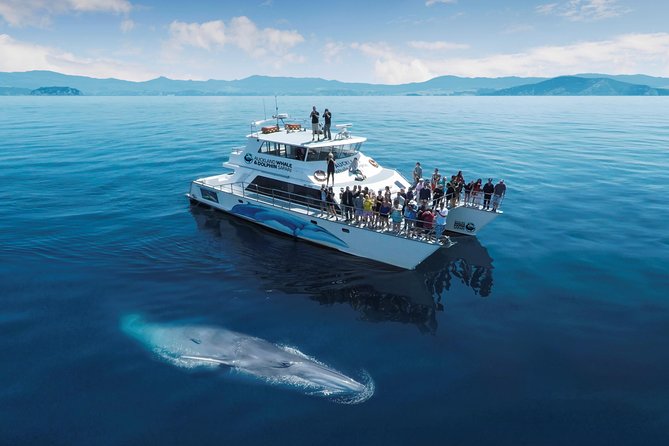 3 Day Bay Of Islands Tour from Auckland including Waitangi and Cape Reinga - Should you book this Bay of Islands tour?