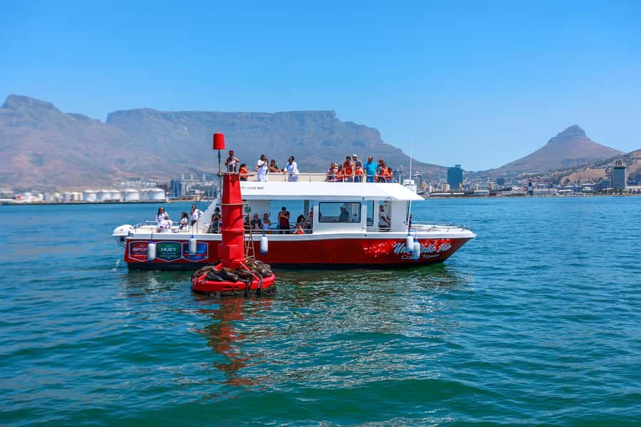 30min V&A Waterfront Harbour Cruise Cape Town - Looking for wildlife without counting on it