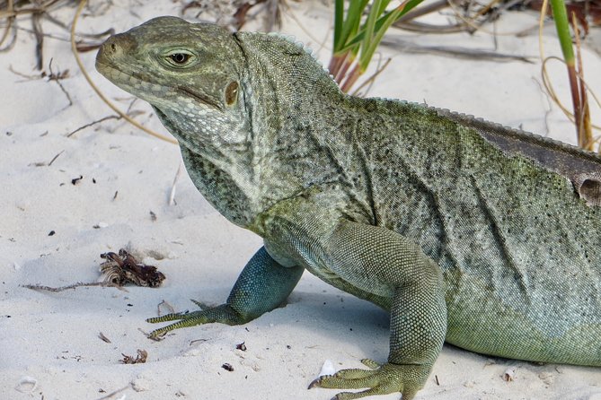 4-Hour Catamaran Sail and Snorkel Tour from Grace Bay - A half-day on the water from Grace Bay