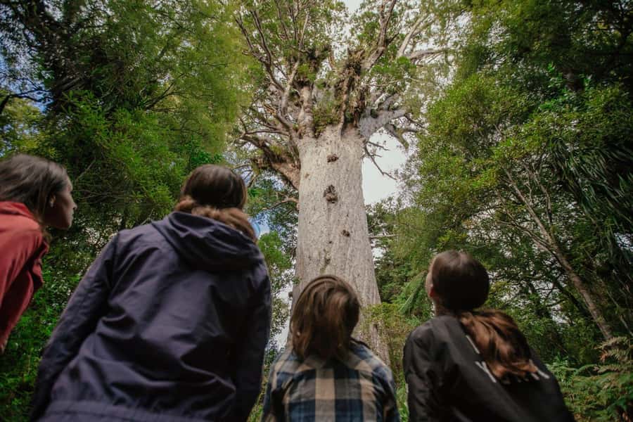 Auckland: 2-Day Bay of Islands Small Group Tour with Cruise - Key points at a glance