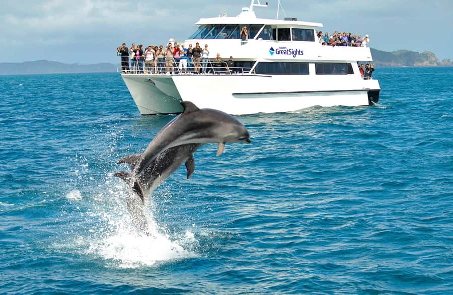 Auckland: Bay of Islands Day Tour with Dolphin Cruise - What the long return to Auckland feels like