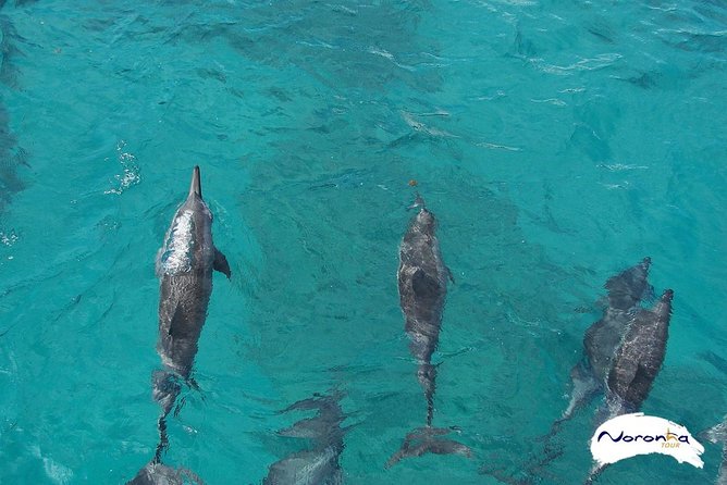Baia do Sancho Boat Tour - Passing through the Bay of Dolphins