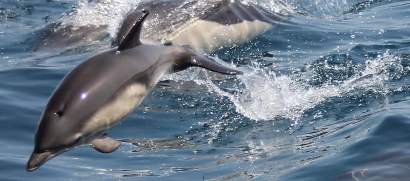Bay of Gibraltar: Dolphin Cruise - Key things to know before boarding