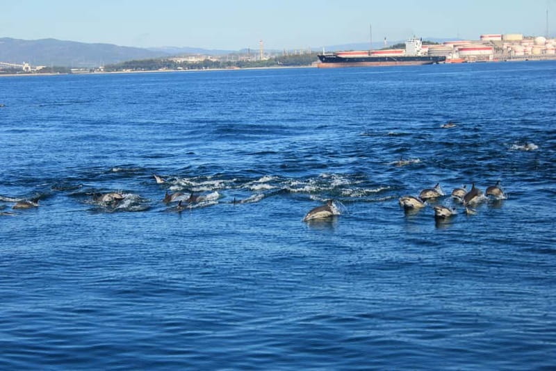 Bay of Gibraltar: Dolphin Cruise - Setting out from Marina Bay near Ocean Village