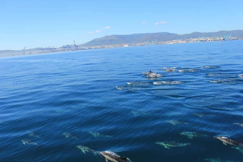 Bay of Gibraltar: Dolphin Cruise - Meeting the dolphins in their natural home