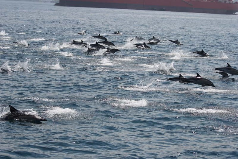 Bay of Gibraltar: Dolphin Cruise - Comfort, wind, and what to bring