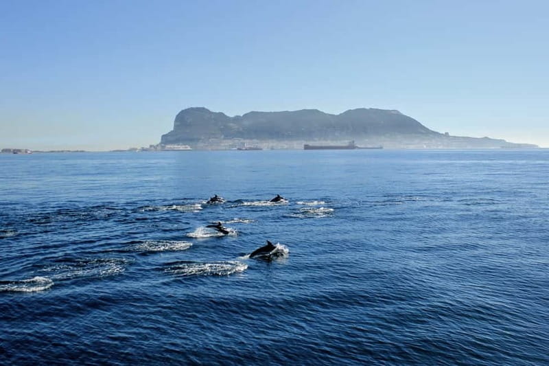 Bay of Gibraltar: Dolphin Cruise - What the 75-minute cruise feels like