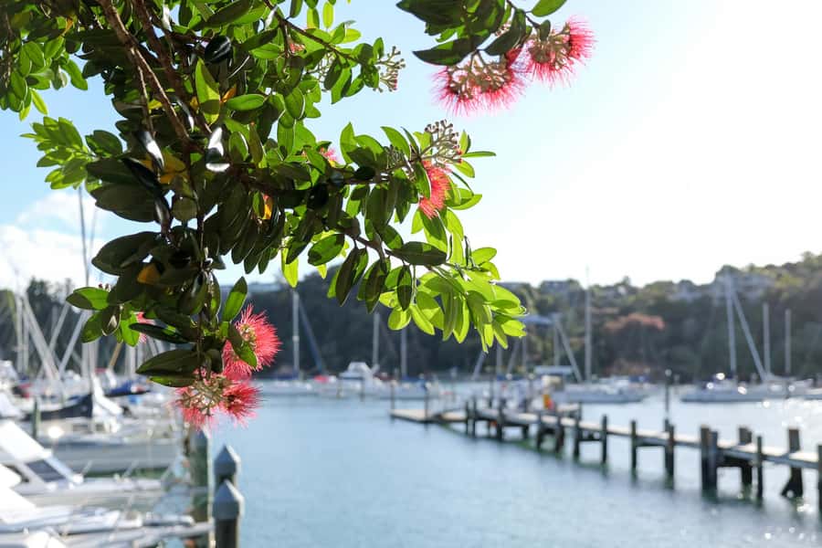 Bay of Islands: 1 Hour Scenic Bay of Islands Tour - Opua and its yacht harbor