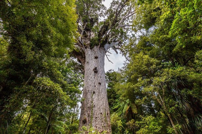 Bay of Islands 2-Day Small Group Tour & Cruise from Auckland - Waitangi gives the trip its historical heart