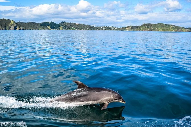 Bay of Islands 2-Day Small Group Tour & Cruise from Auckland - Tāne Mahuta and the short Waipoua Forest walk