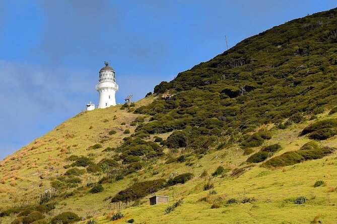 Bay of Islands Cruise & Island Tour - Snorkel, Hike,Swim,Wildlife - Is the $104.88 price good value?