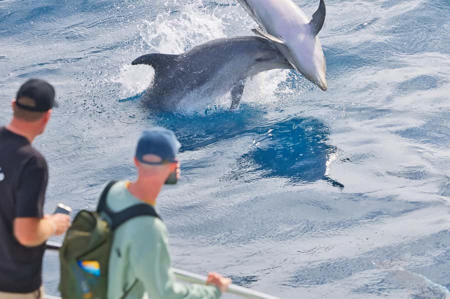 Bay of Islands: Discover the Bay Cruise with Island Lunch - Cruising through the 144 islands