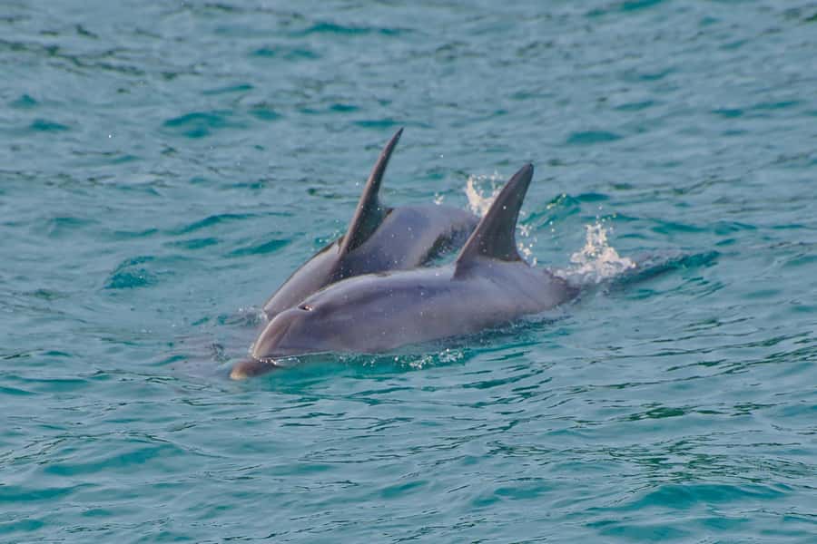Bay of Islands: Discover the Bay Cruise with Island Lunch - Lunch and free time at Otehei Bay