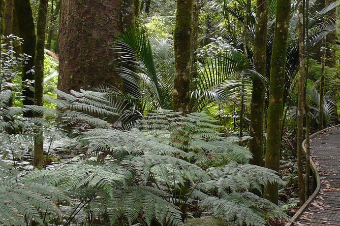 Bay of Islands Glow Worm Caves & Scenic Shore Excursion - Who will enjoy this outing most?