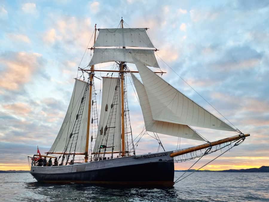 Bay of Islands: Late Afternoon Sailing Cruise - Getting from Paihia to Russell without a scramble