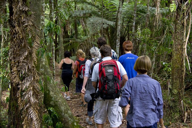 Bay of Islands Shore Excursion: Puketi Rainforest Guided Walk - Why Puketi Rainforest is worth your morning