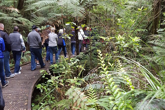 Bay of Islands Shore Excursion: Puketi Rainforest Guided Walk - Morning tea and the halfway pause