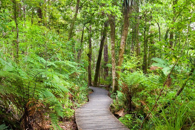 Bay of Islands Shore Excursion: Puketi Rainforest Guided Walk - Is the $157.01 price fair?