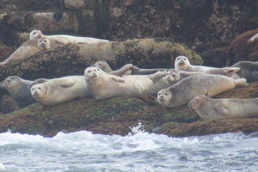 Boothbay Harbor Cruise: Lighthouses, Lobster Haul, and Seals - Who Should Choose This Cruise
