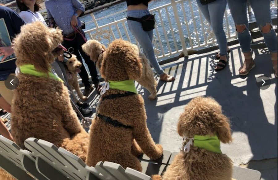 Boston: Scenic Harbor Cruise (Dog-Friendly) - Boston Harbor from Rowes Wharf