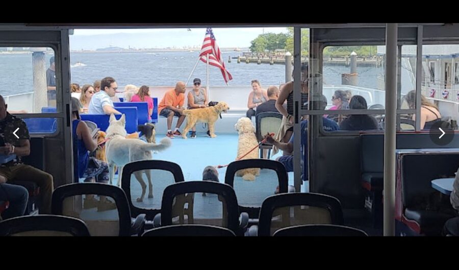 Boston: Scenic Harbor Cruise (Dog-Friendly) - Should you book it?