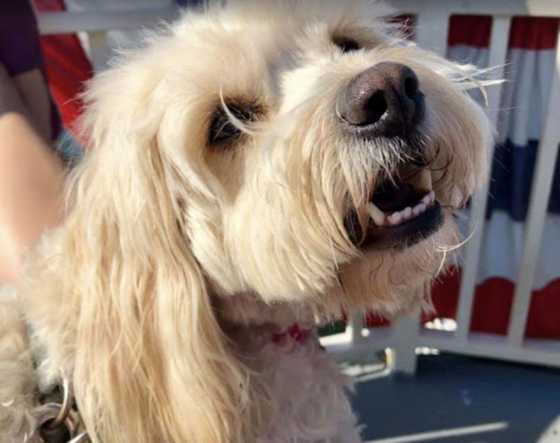 Boston: Scenic Harbor Cruise (Dog-Friendly) - What the 90-minute format does well
