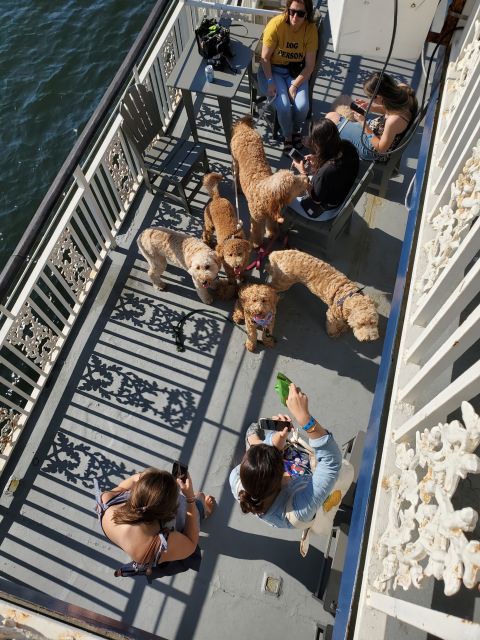 Boston: Scenic Harbor Cruise (Dog-Friendly) - Open-deck views, weather, and onboard food