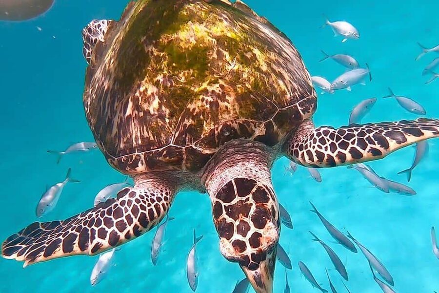 Bridgetown: Carlisle Bay Turtle and Shipwreck Boat Cruise - Checking in at Savvy on The Bay