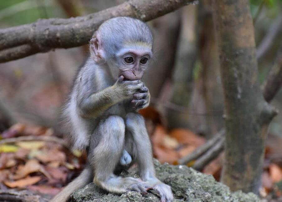 Bridgetown: Wildlife Reserve Tour and Carlisle Bay Cruise - Key points at a glance
