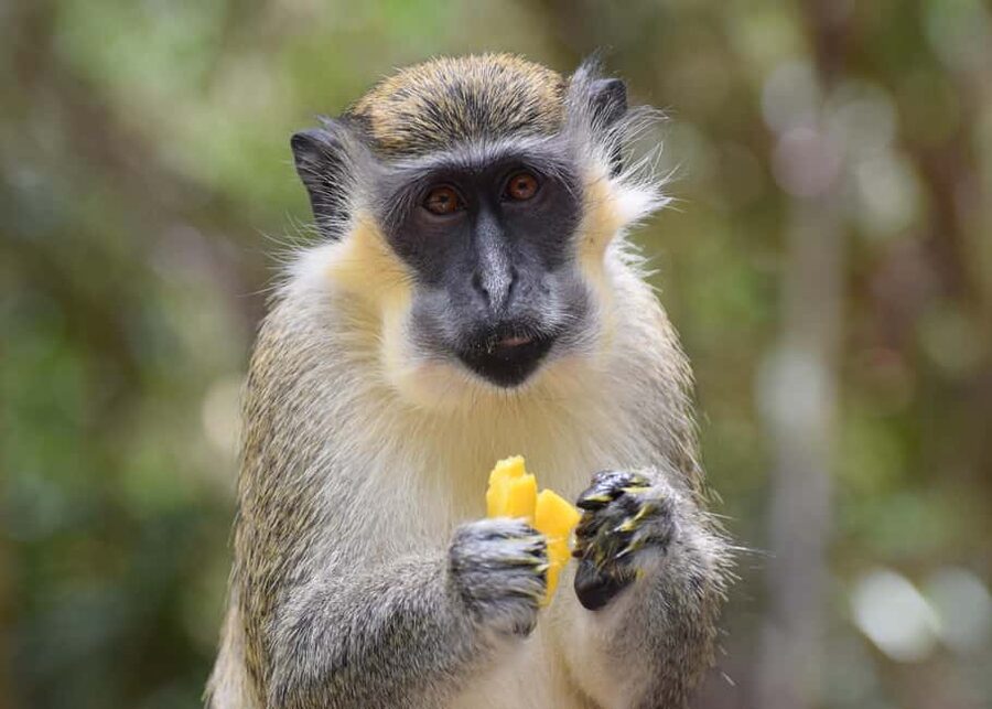 Bridgetown: Wildlife Reserve Tour and Carlisle Bay Cruise - Bathsheba adds a quick coastal pause