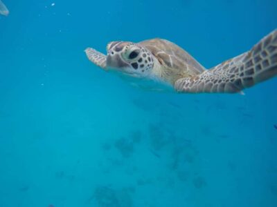 Bridgetown: Wildlife Reserve Tour and Carlisle Bay Cruise