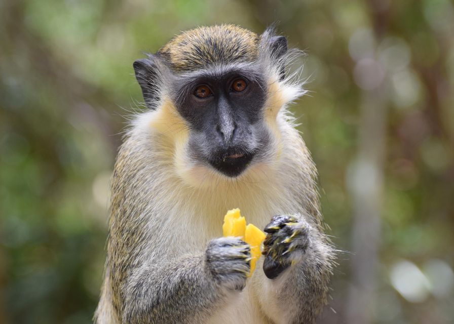 Bridgetown: Wildlife Reserve Tour and Carlisle Bay Cruise - Carlisle Bay is about water time, not a long cruise