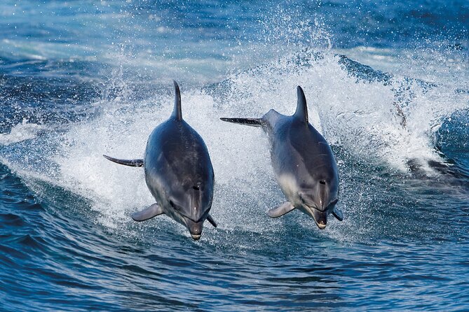 Bruny Island Wilderness Cruise from Adventure Bay, Bruny Island - Wildlife watching without false promises