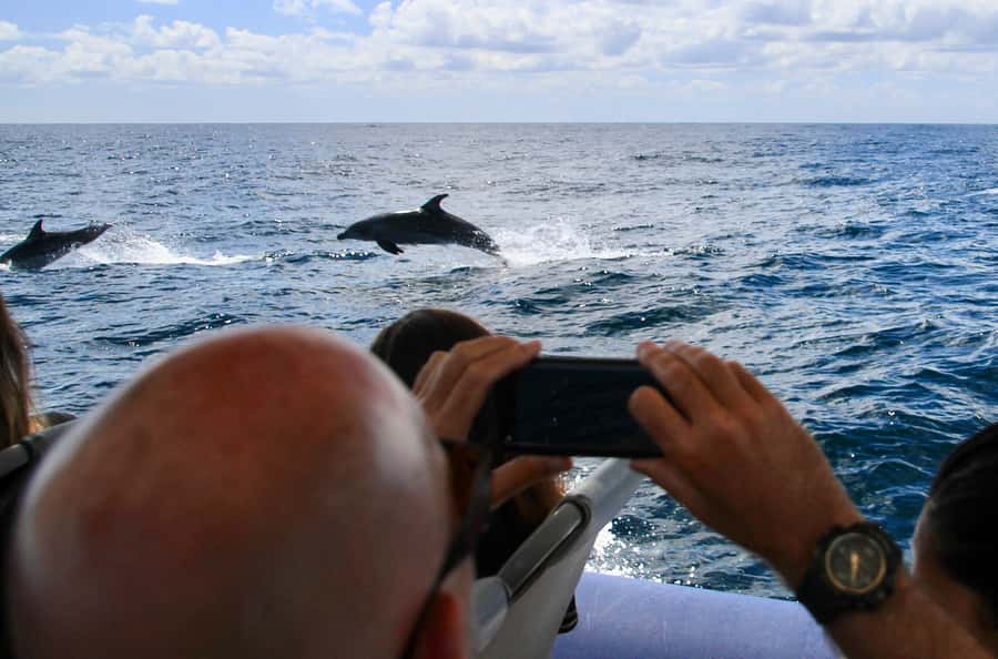 Byron Bay: Cruise with Dolphins Tour - Key points to know before booking