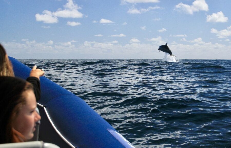 Byron Bay: Cruise with Dolphins Tour - How this cruise compares with a land-based dolphin search
