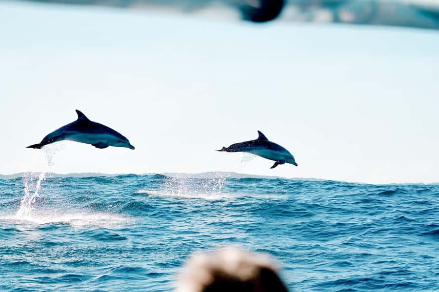 Byron Bay: Cruise with Dolphins Tour - Leaving Ballina on the Richmond River