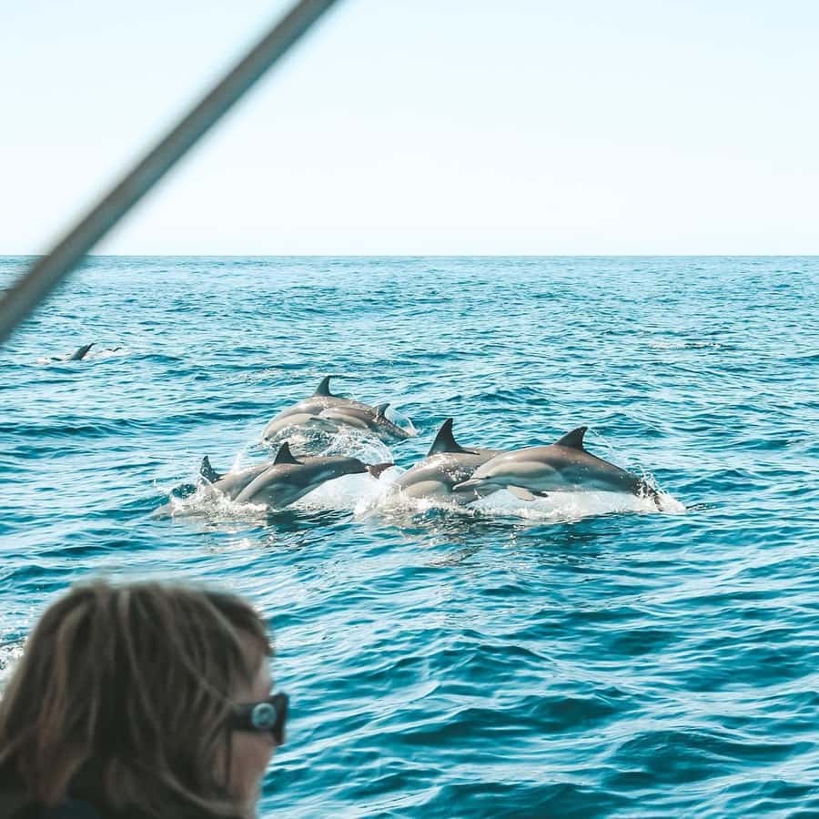 Byron Bay: Cruise with Dolphins Tour - What the marine biologist adds