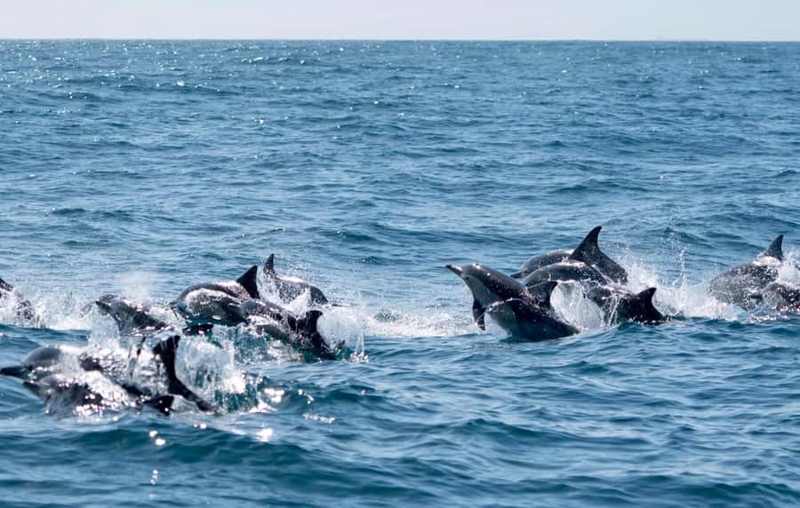 Byron Bay: Cruise with Dolphins Tour - Cliffs, beaches, islands, and open views