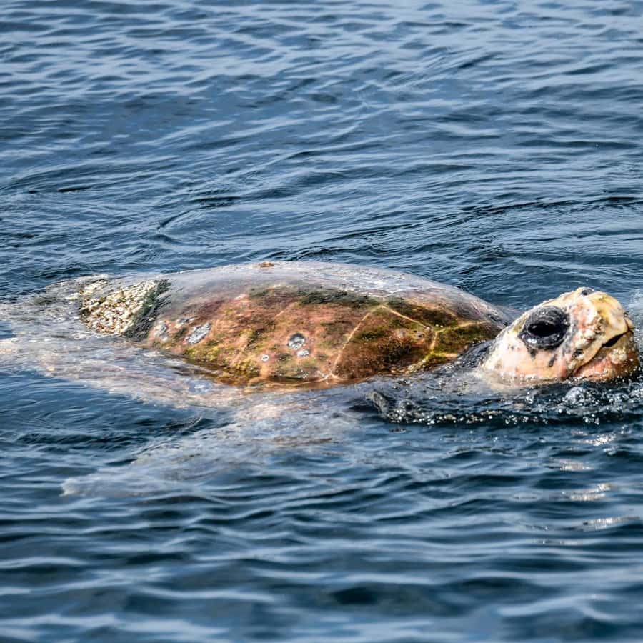 Byron Bay: Cruise with Dolphins Tour - Turtles and other marine life