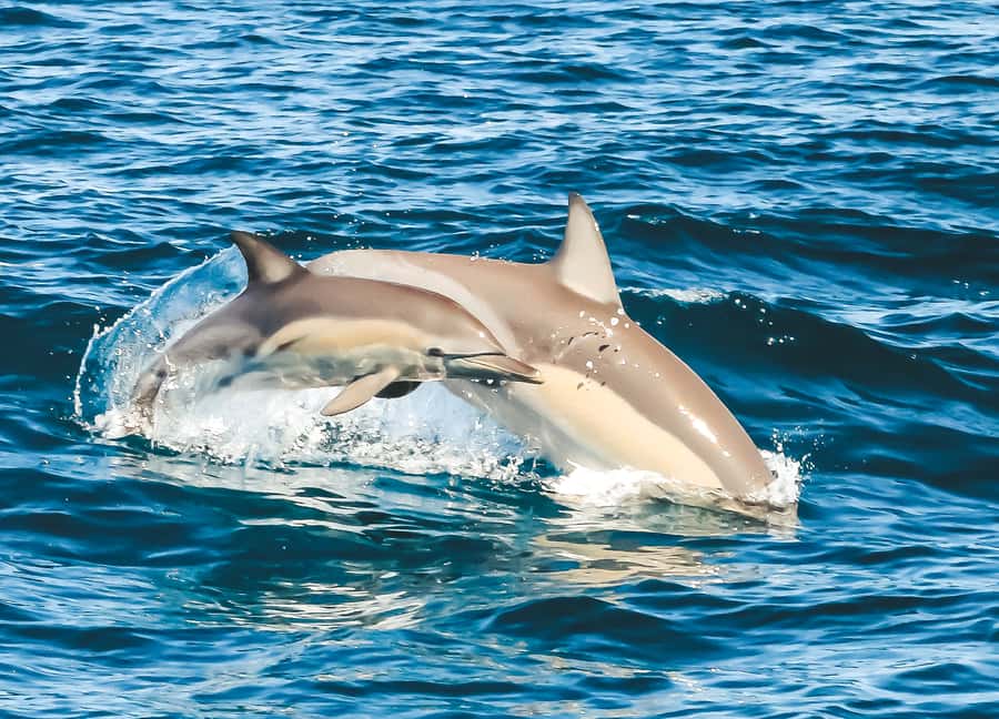 Byron Bay: Cruise with Dolphins Tour - Who will enjoy this cruise most?