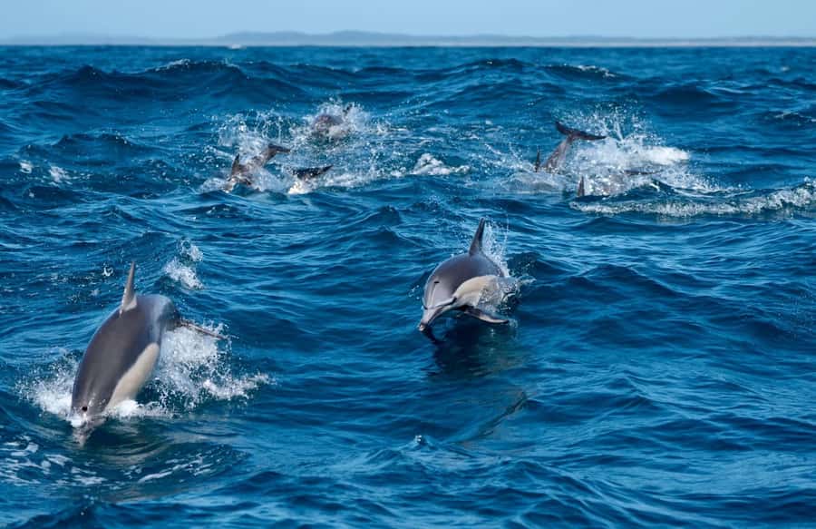 Byron Bay: Cruise with Dolphins Tour - Watching dolphins in Cape Byron Marine Park