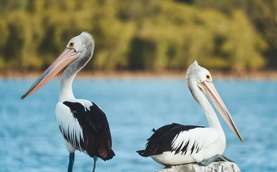 Byron Bay: Scenic Sunset River Cruise - Should you book the Ballina sunset cruise?
