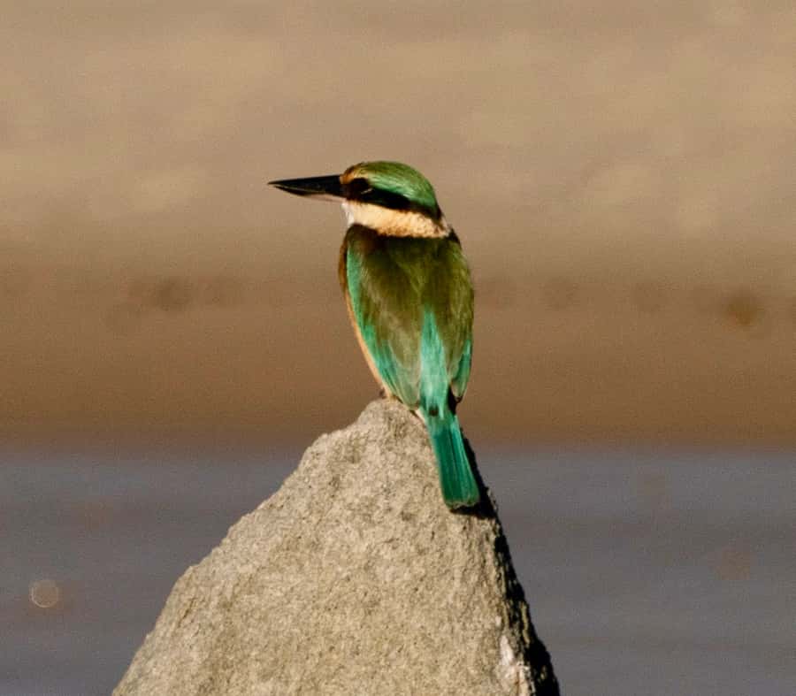 Byron Bay: Scenic Sunset River Cruise - Wildlife watching with a Marine Biologist