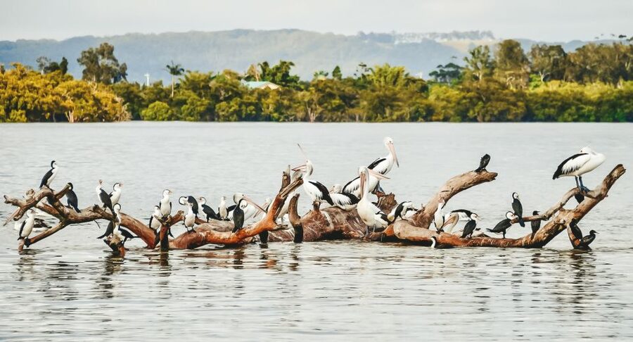 Byron Bay: Scenic Sunset River Cruise - Is $49 a fair price?