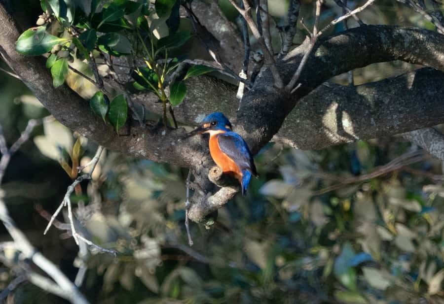 Byron Bay: Scenic Sunset River Cruise - Access and practical planning
